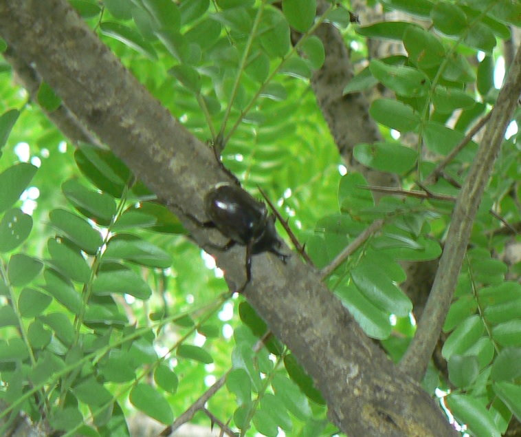 サイカチ（通称カブトムシ）の木_今年2度目のカブトムシ1♂_2021年7月11日_15時 気温33度